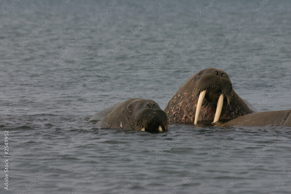 Fototapeta premium walrösser