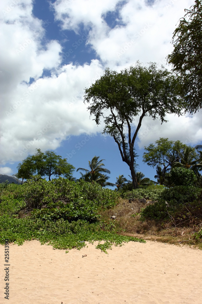 Obraz premium trees at turtle town