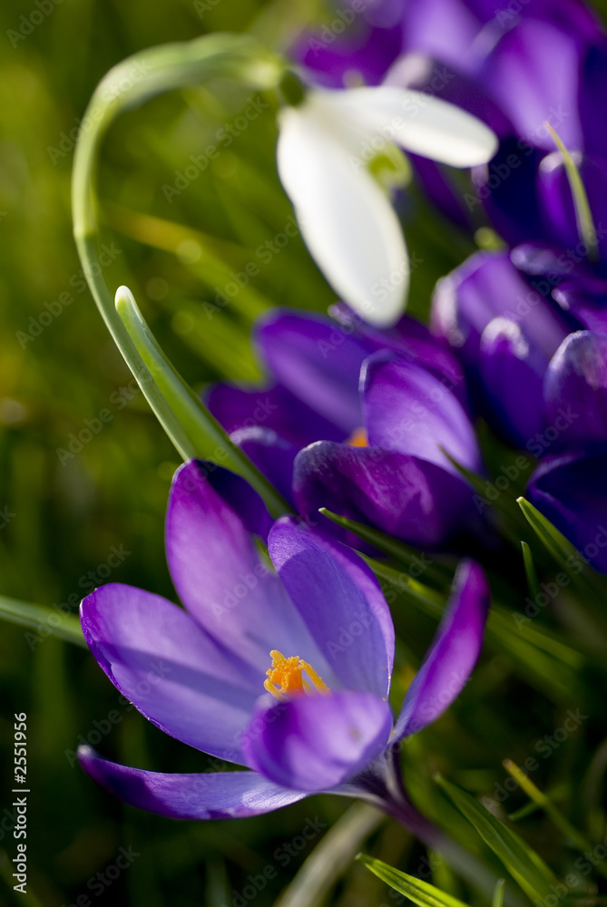 krokus und schneeglöckchen krokus und schneeglöckchen