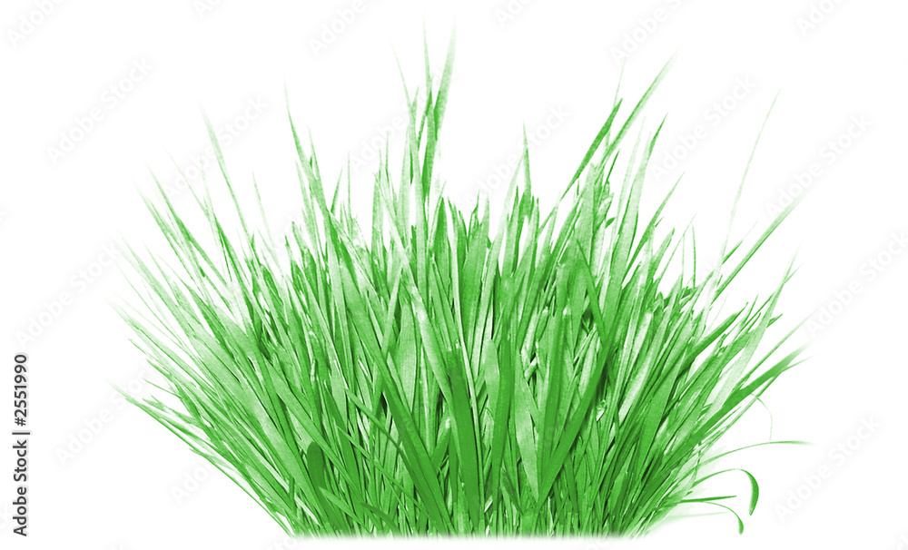Obraz premium patch of grass