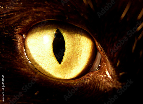 Canvas Print wild eye