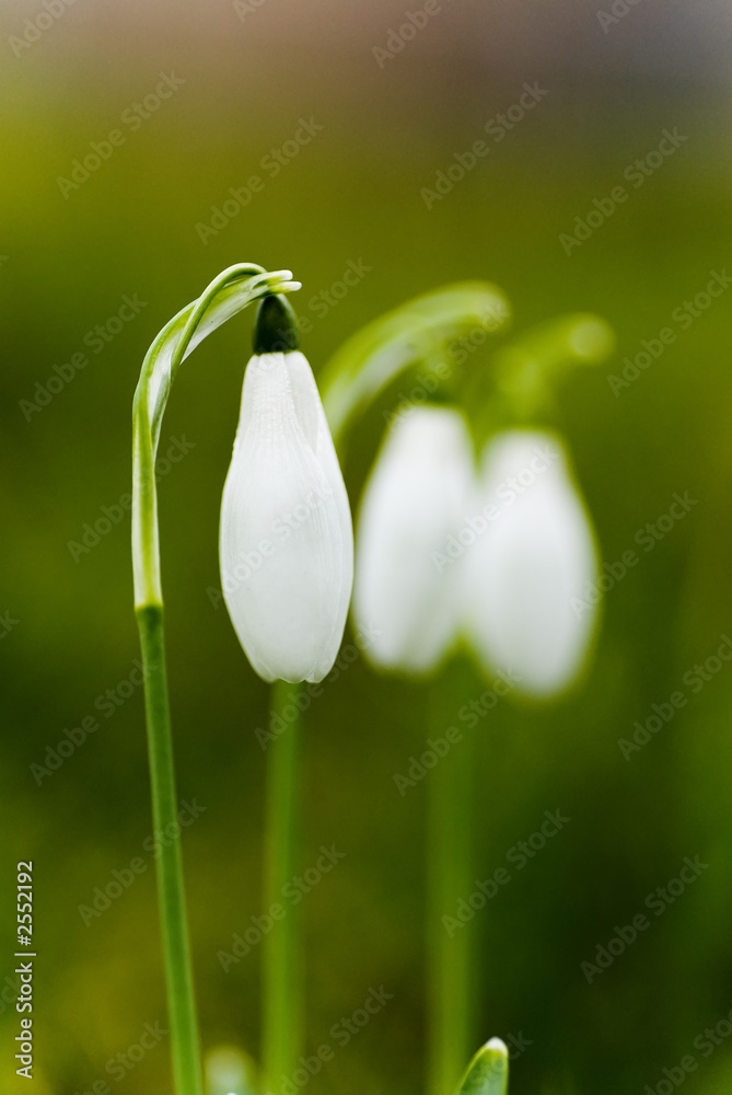 Obraz premium schneeglöckchen