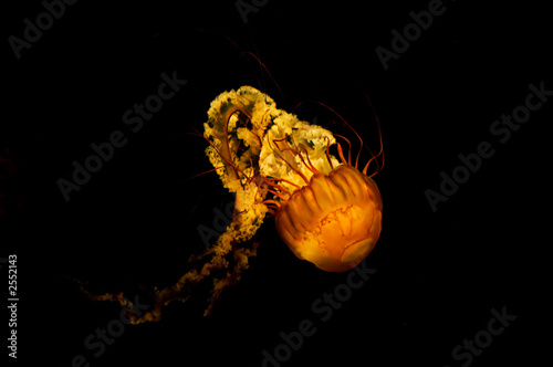 jellyfish 2 © Marion Wear