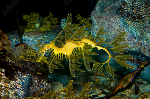 leafy sea dragon photo