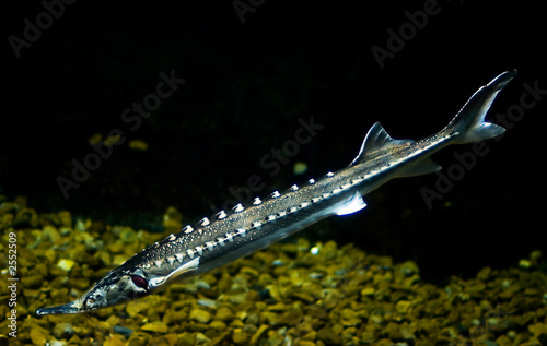 river sturgeon