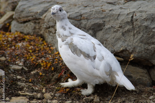 ptarmigan a