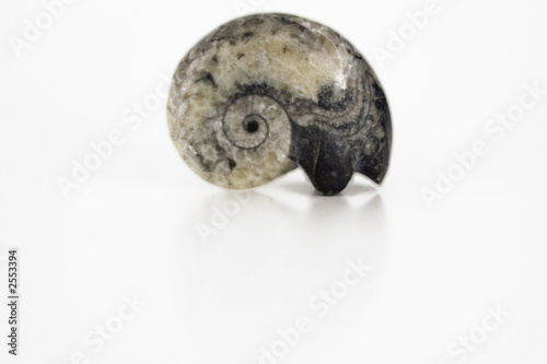 fossil goniatite photo
