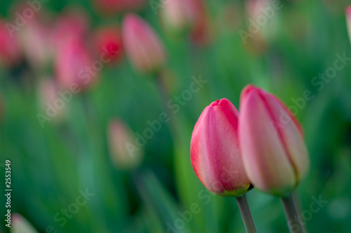 Fototapeta Naklejka Na Ścianę i Meble -  spring tulips.