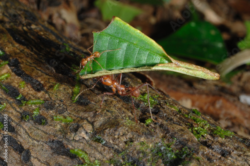 leaf cutter ant fourmi
