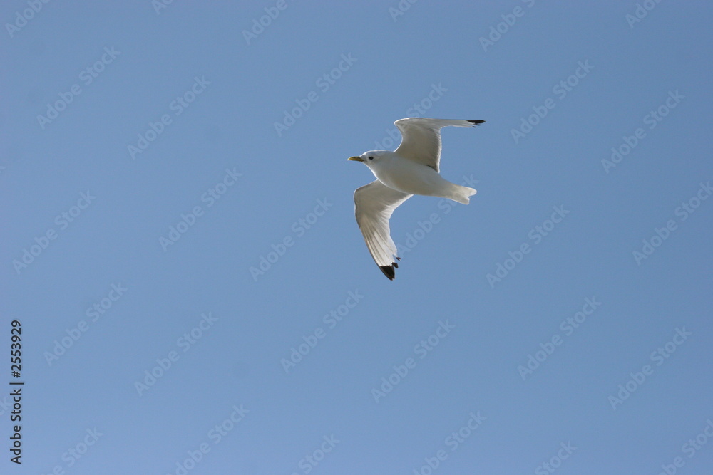 Obraz premium möve in island