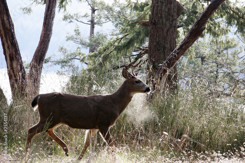 deer on a winter day