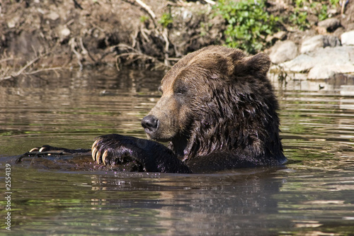 grizzly bear in water