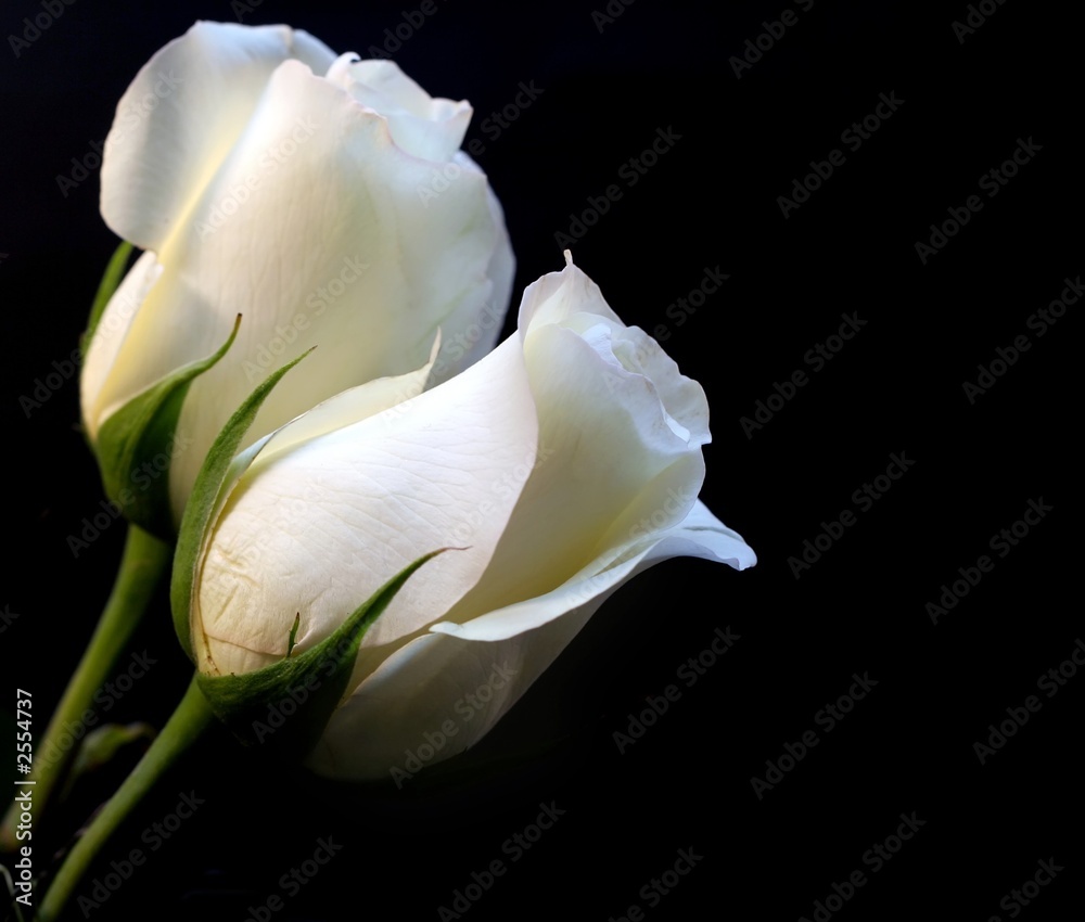 Naklejka premium white roses