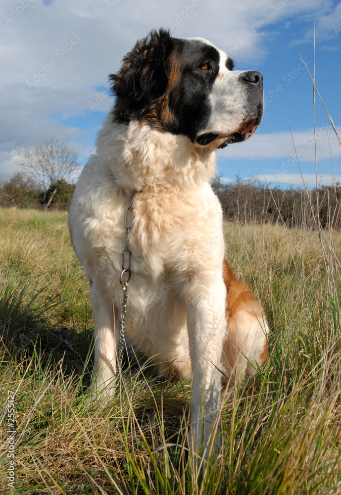 saint bernard attentif