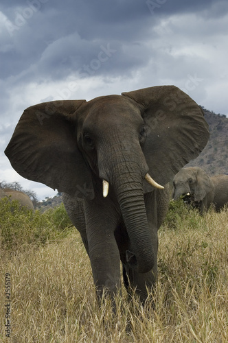 angry elephant