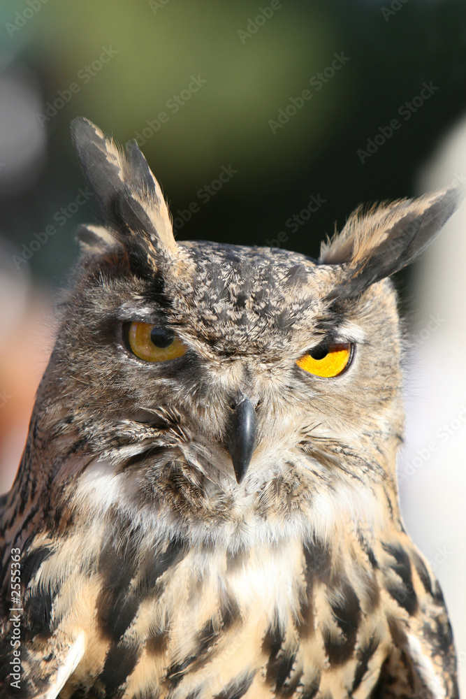 royal owl royal owl