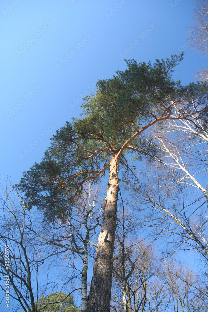 trees trees