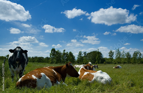 dutch landscape