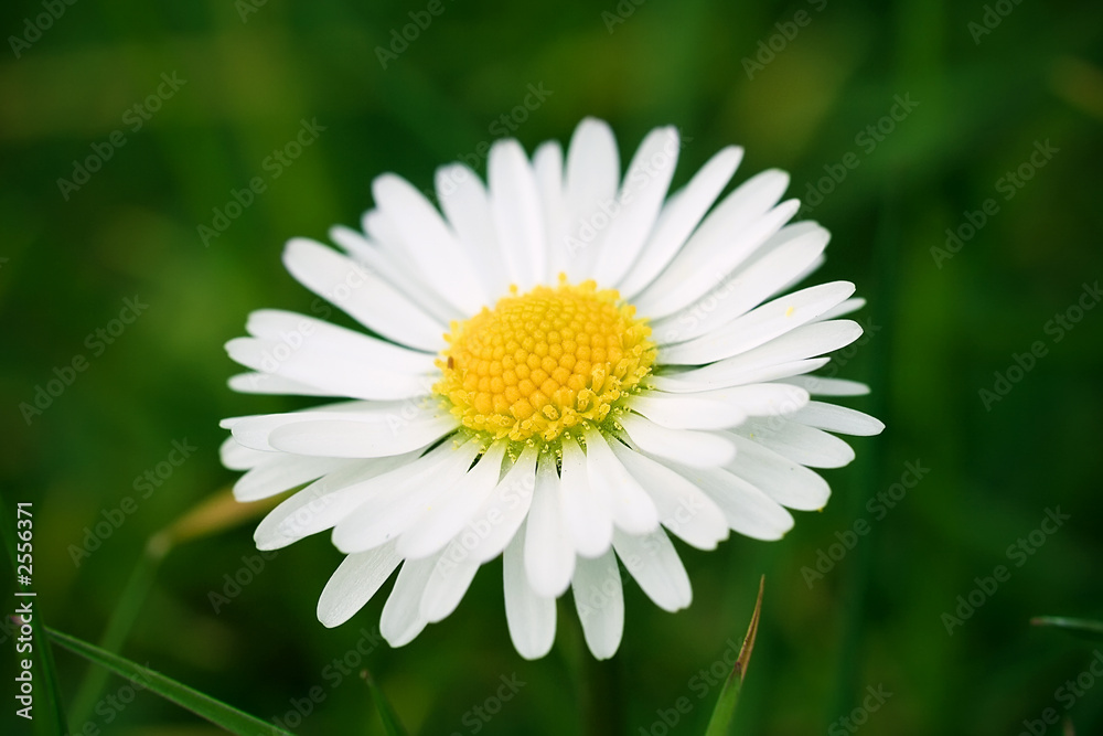 fleur blanche paquerette marguerite nature fleur blanche paquerette marguerite nature