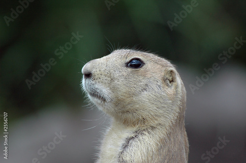 prairiedog 2 photo