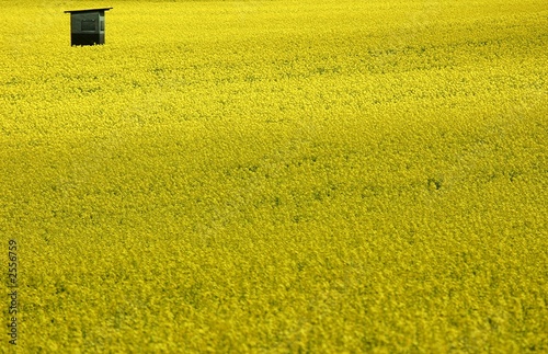 rapsfeld