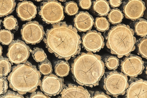 wood markings ii.