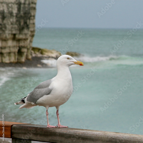 mouette