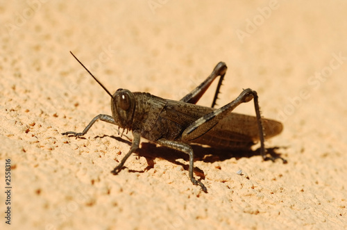 grasshopper © Lovrencg