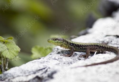 lizard in forest