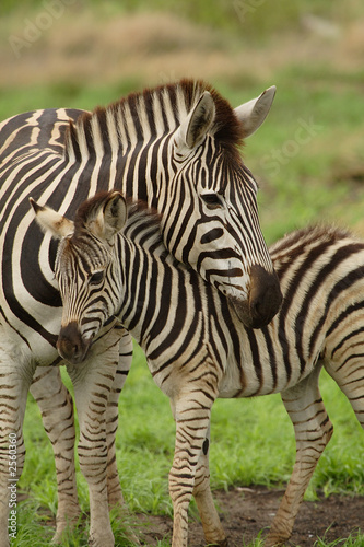 young zebra and mum #2560360