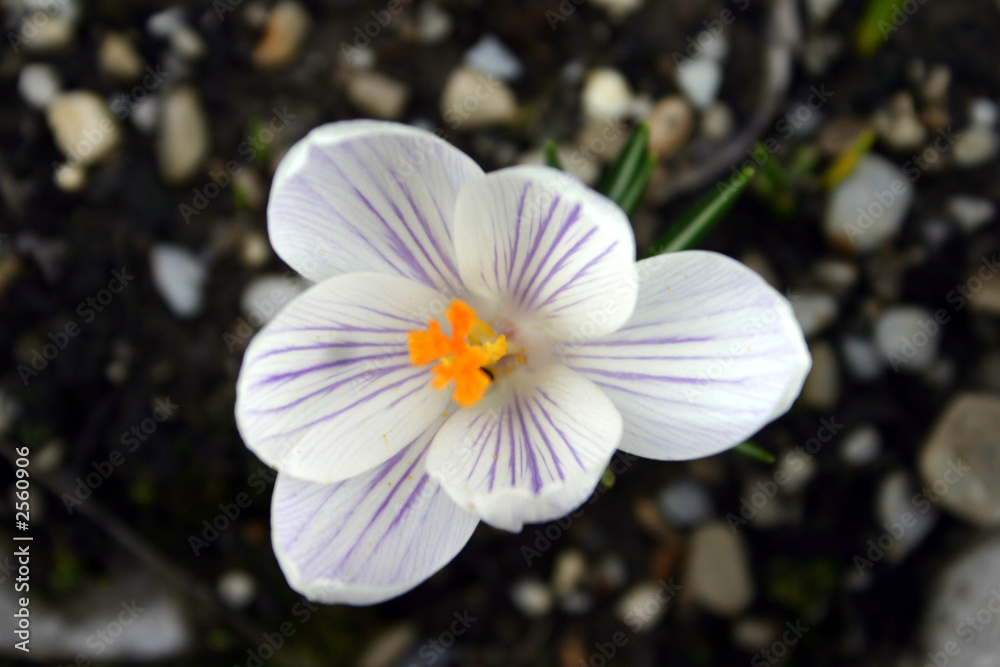 Fototapeta premium crocus blanc