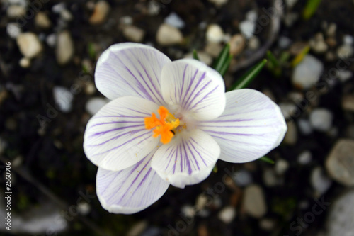 crocus blanc