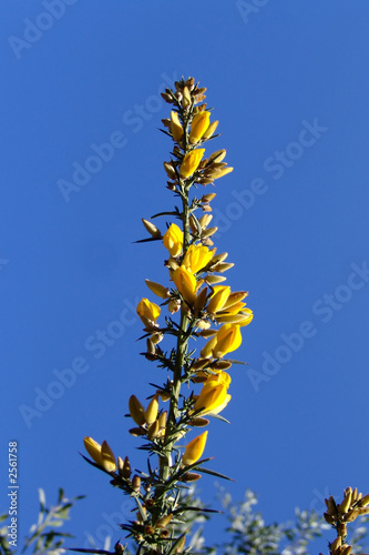 yellow flower