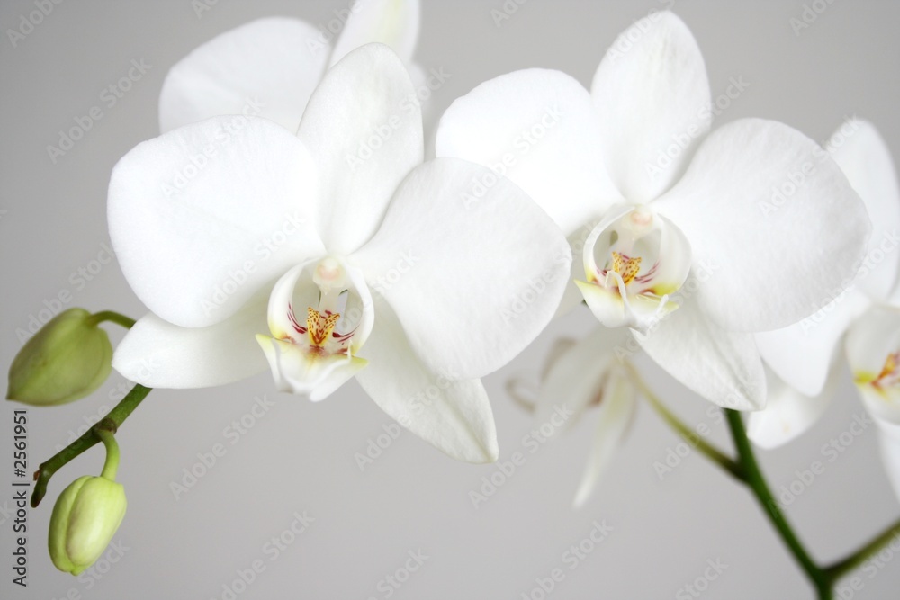 Fototapeta premium biała orchidea
