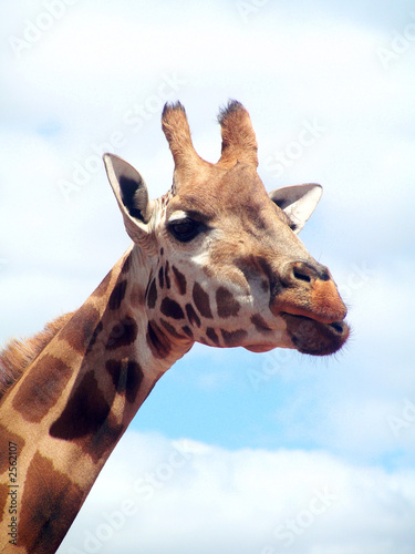 giraffe with head in the clouds