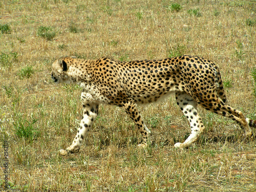 cheetah on prowl