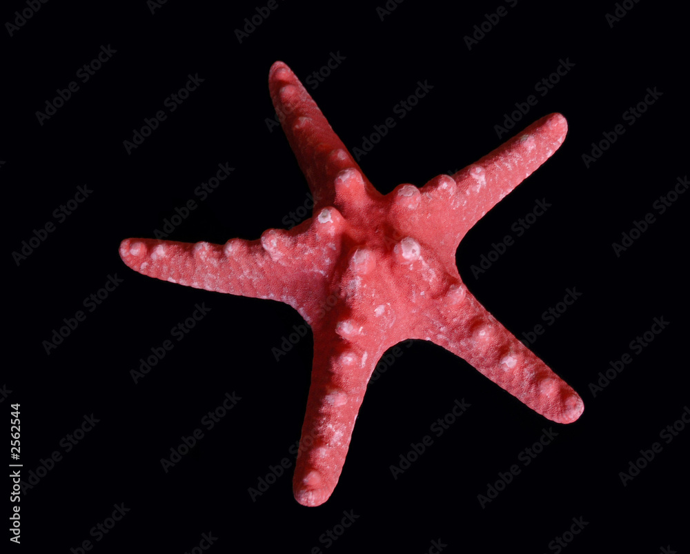 starfish starfish