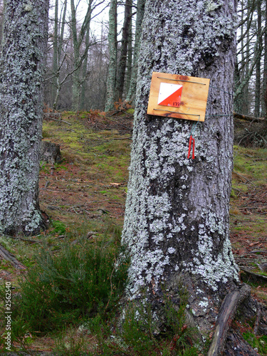 orienteering 3