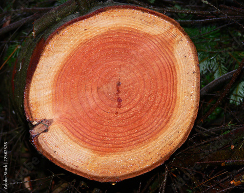 tree rings 3