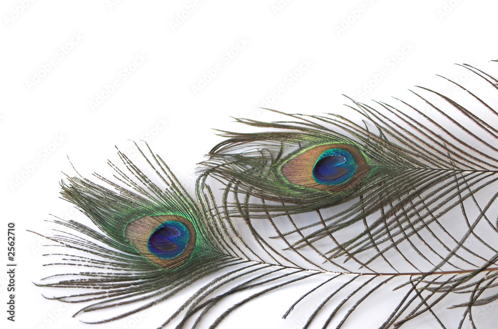 Naklejka premium peacock feathers on white background