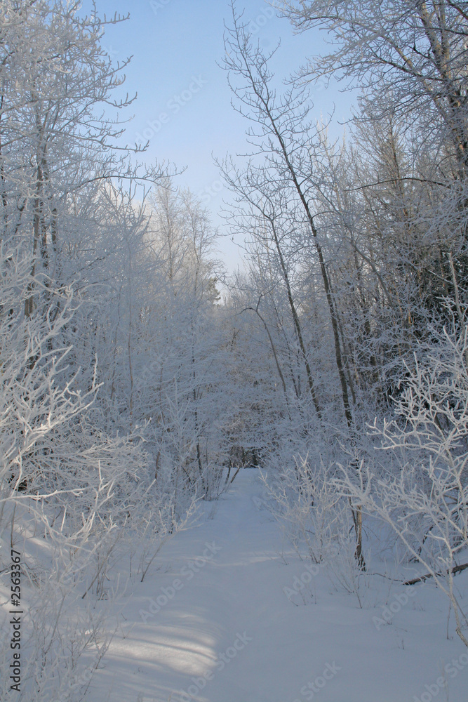 winter path winter path