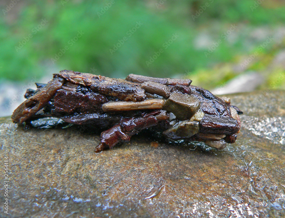 Fototapeta premium larve of caddis fly 1