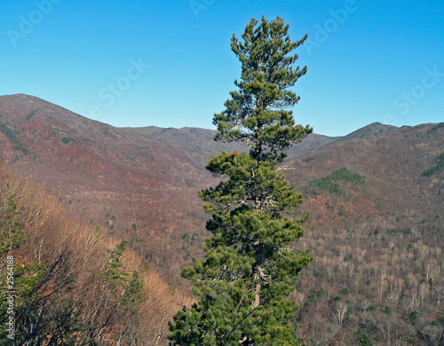 alone cedar pine photo