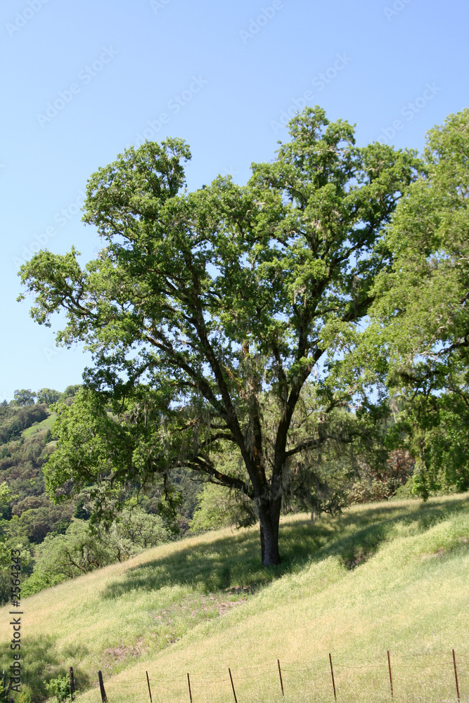 california oak tree