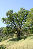california oak tree