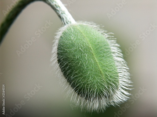 poppy bud