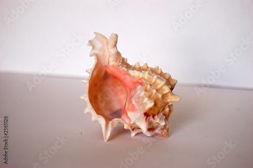 pink shell 06