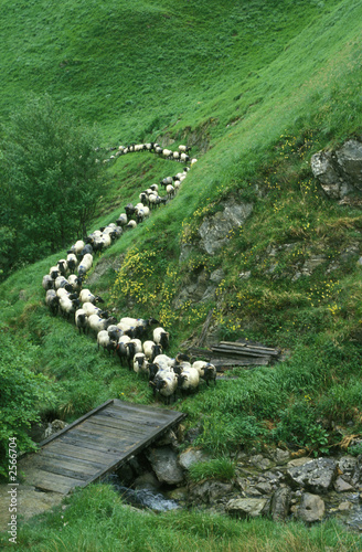 transhumance en pays basque - france