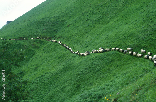 transhumance en pays basque - france photo