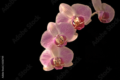 orchidee   phalaenopsis 